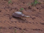 Pelomedusa