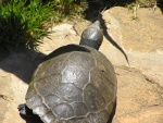 Erymnochelys