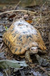 Indotestudo