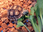 Centrochelys