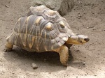 Astrochelys