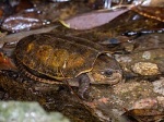 Platysternon