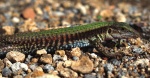 Aspidoscelis