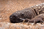 Heloderma