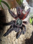 Caribena