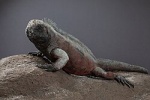 Amblyrhynchus