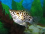 Poecilia