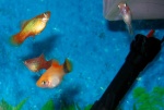 Xiphophorus