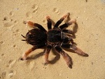 Brachypelma