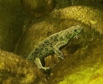 Pleurodeles