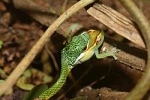 Leptophis