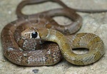 Amphiesma