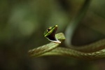 Oxybelis