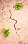 Leptodeira