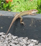 Ameiva