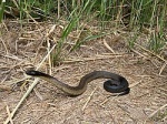 Notechis