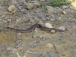 Pseudechis