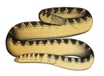 Aipysurus