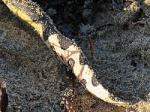Hydrophis