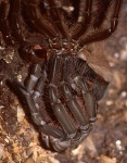 Theraphosa