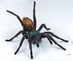 Chromatopelma