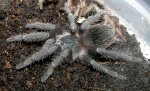 Lasiodora