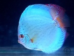 Symphysodon