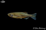 Danio