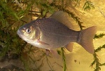 Carassius