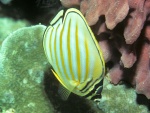Chaetodon