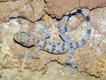 Asaccus