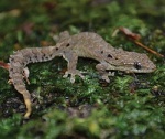 Lepidodactylus