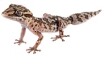 Paroedura
