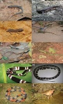 Coleodactylus