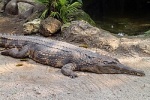 Tomistoma