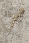 Mediodactylus