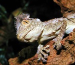 Ptyodactylus