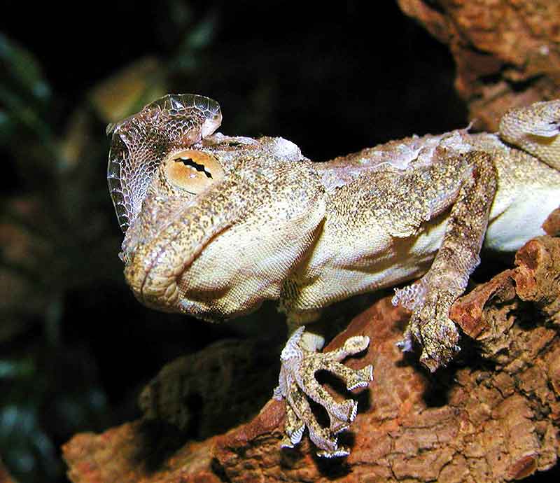 Ptyodactylus