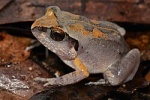 Stenodactylus