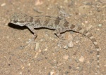 Bunopus