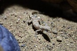 Tropiocolotes