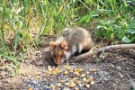 Хомяк обыкновенный
