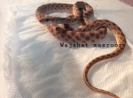 Spalerosophis
