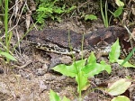 Acrantophis