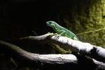 Brachylophus