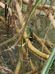 Physignathus