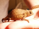 Rieppeleon