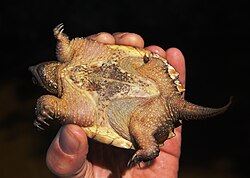Каймановые черепахи