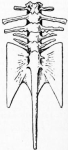 Hymenochirus