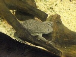 Xenopus